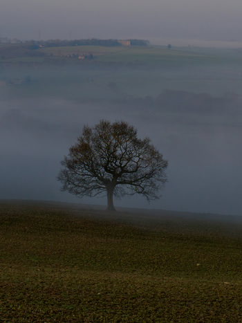Sutton Scarsdale tree dark This rural landscape photograph, taken at dawn during early spring, features the Sutton Scarsdale tree as the main subject. The tree stands alone in a field partially shrouded in mist, emphasizing the tranquil atmosphere typical of rural scenes at this time of year. In the distance, the prominent building visible on the horizon is Sutton Scarsdale Hall, which is a well-known landmark in the area. The low morning light and soft mist create a gentle, atmospheric effect around the trees and the rolling landscape, capturing the subtle transition between night and day in this rural setting.